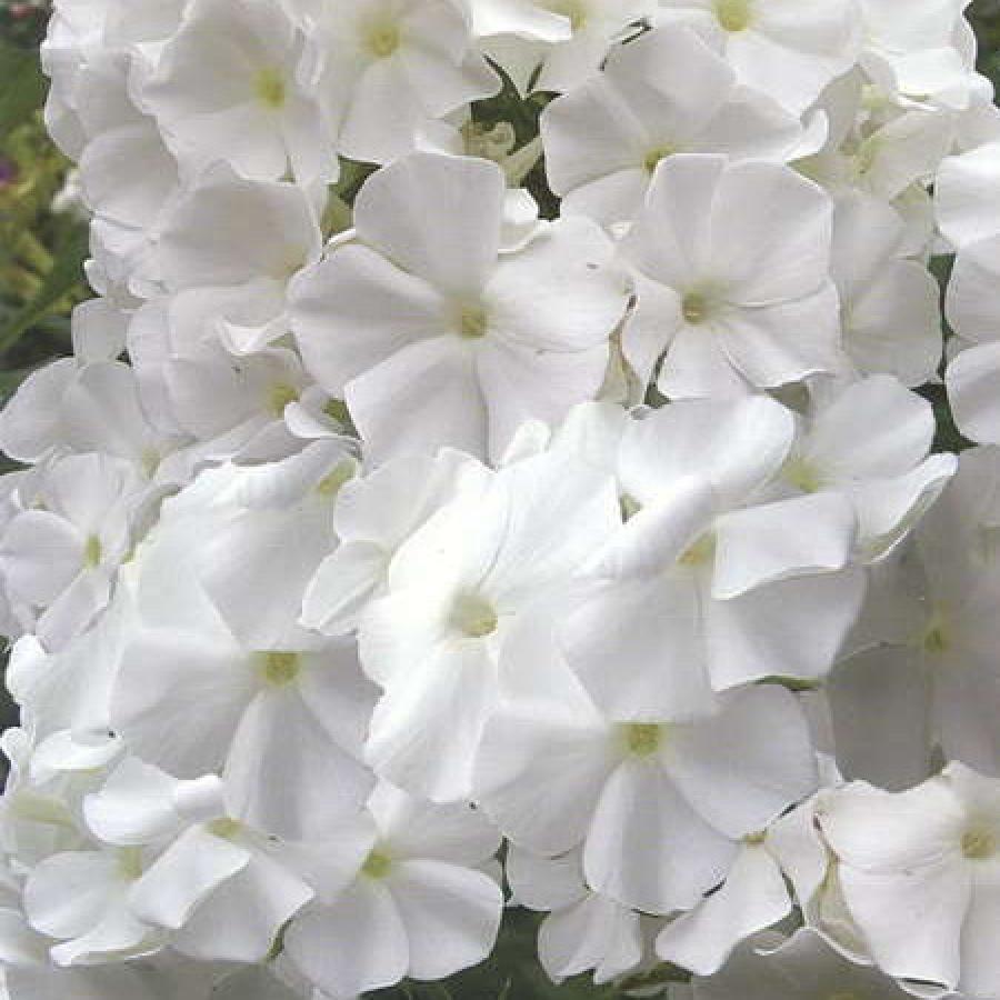 Белый флокс метельчатый сорта с фото
